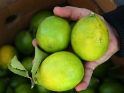 Стоимость лимонов в России обвалилась в октябре почти на 30%
