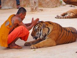 Таиланд: тигр набросился на туриста