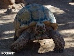 Ученые обнаружили новый вид сухопутных черепах