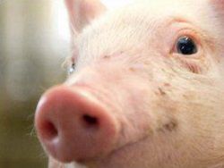 АЧС и российский рубль подложили свинью агрария РБ