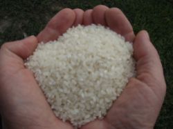В России значительно вырастут цены на рис