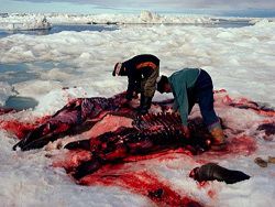 Росрыболовство намерено накормить Дальний Восток мясом тюленей