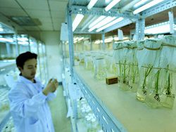 Российские ученые проведут крупнейшее исследование ГМО