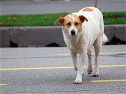 Собака спровоцировала ДТП в Липецкой области: 1 человек погиб