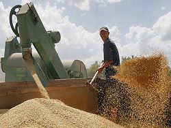 Экспортеры прекратили закупку зерна в России