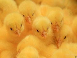На брянской птицефабрике сгорело 600 тысяч цыплят