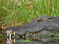 Житель Уганды убил шестиметрового крокодила, съевшего его жену