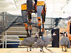 В США робот готовится установить рекорд на выносливость