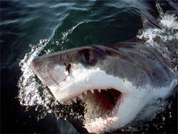 На египетском курорте акула напала на туриста