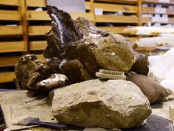 Палеонтологи нашли остатки жившего 100 млн лет назад динозавра