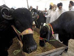 Индия начала поставки буйволятины в РФ