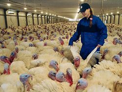 На крупной индюшачей ферме в США обнаружен птичий грипп