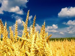 Украина экспортировала почти 26,1 млн тонн зерна