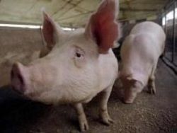 Депутат проверит, выживут ли свиньи, если будут питаться на МРОТ