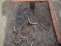 Археологи впервые нашли в Европе скелет боевого верблюда