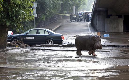 Тбилисцев попросили не покидать дома из-за сбежавших из зоопарка хищников