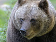 Медведь напал на хабаровского либерал-демократа Безденежных и повредил его машину
