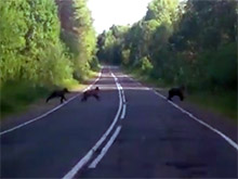 В Карелии медведица с тремя медвежатами чуть не погибла под колесами автомобиля (ВИДЕО)