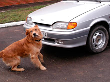 Суд  наказал автоледи, которая сбила собаку и уехала