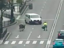 Огромный бык, решивший прогуляться посреди проезжей части в Испании,  устроил  переполох (ВИДЕО)