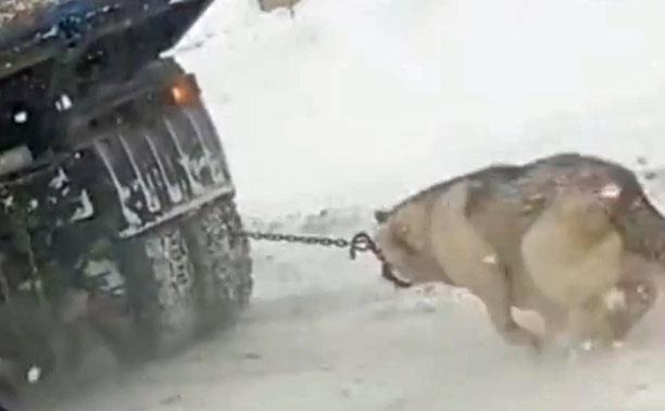 Туляки возмущены видео с самосвалом, за которым бежит привязанная к нему собака